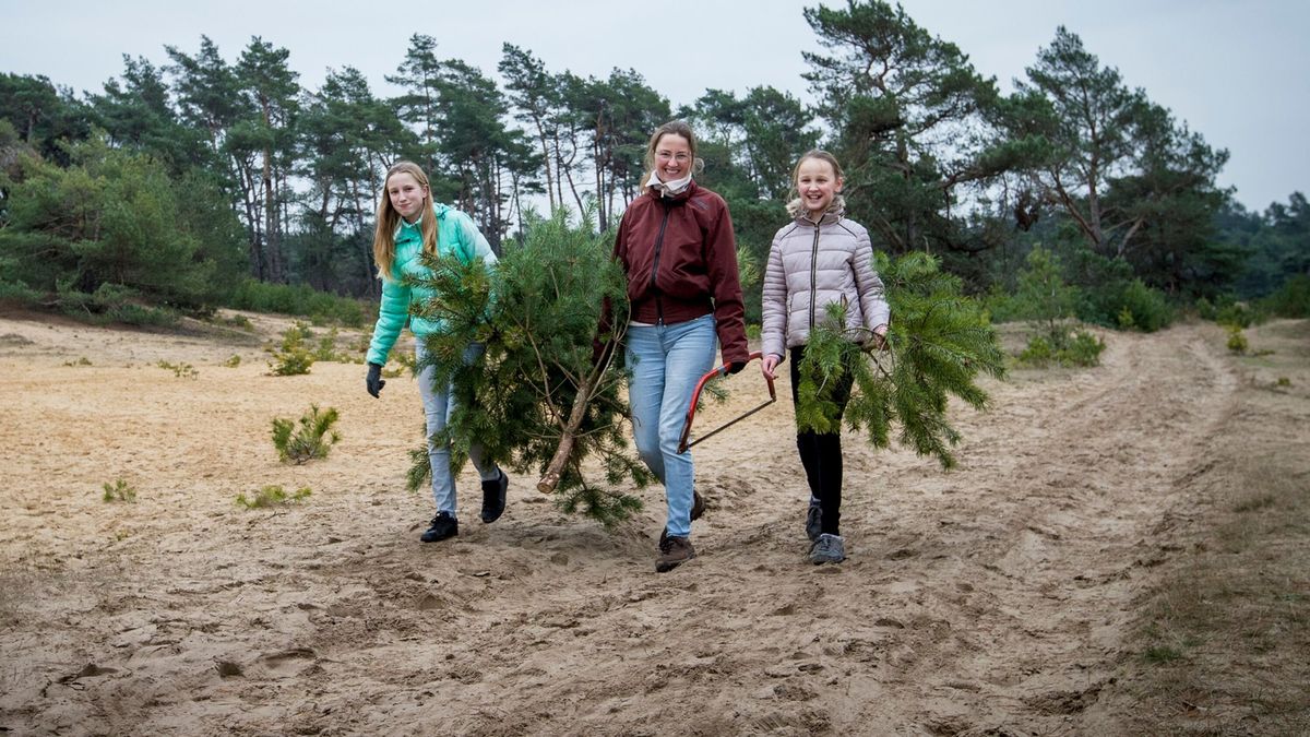 Nizozemci si mohli zdarma uříznout vánoční stromky v národním parku